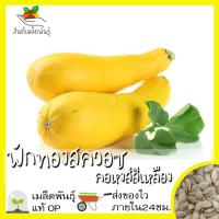 ราคา เมล็ดพันธุ์ ชุดฟักทอง ขายดี ผลใหญ่ ผลผลิตดี ฟักทองบัตเตอร์นัท ฟักทองบัตเตอร์คัพ ฟักสปาเก็ตตี้ ซูกินี่สีเหลือง พร้อมส่ง (10205520737)