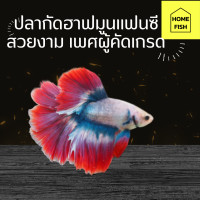 ราคา ปลากัดฮาฟมูนแฟนซีเพศผู้ คัดเกรด สวยงาม มีรับประกันสินค้า มีเก็บเงินปลายทาง (20971427476)