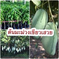 ราคา ต้นมะม่วงเขียวเสวย เสียบยอด ความสูง 60 80ซม (15137366468)