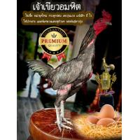 ราคา ไข่เชื้อ 4 ใบ 129บาท เจ้าเขียวอมหิต พม่าแข้งหน้ายุคใหม่ กระดูกง่อน เบอร์แข้งรุ่นแรง แข้งหน้าจัด (21395610080)