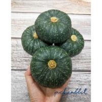 ราคา ใหม่ สด จากฟาร์ม ทุกวัน ฟักทองมินิ ฟักทองลูกเล็ก ฟักทองสังขยา ราคา ถูก ส่ง (20900309693)