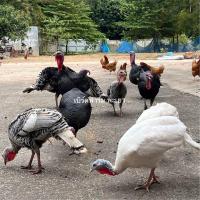 ราคา ไข่เชื้อไก่งวง เชื้อแข็งแรง พ่อพันธุ์ 1ต่อแม่พันธุ์ 1ตัว ซื้อ10 แถม 1 (21362820711)