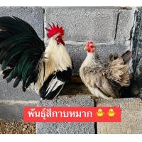 ราคา ไข่เชื้อไก่แจ้พันธุ์กาบหมาก 30 บาท พัฒนพลฟาร์มรัตนบุรี (21356973465)