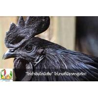 ราคา ไข่เชื้อ ไก่ดำอินโดนีเซีย สำหรับฟัก 21 วัน จำนวน 1 ฟอง (21338121231)