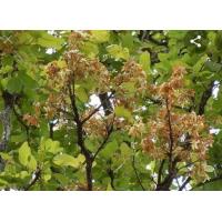 ราคา ต้นเต็งจิก 1ชุดมี10ต้น (14694141915)