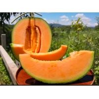 ราคา เมล็ดพันธุ์ เมล่อน แค็ท 697 Melon Cat บรรจุ 50 เมล็ด เปลือกเขียว ลายตาข่าย เนื้อส้ม เนื้อแน่น หวาน อร่อย หอม เมล็ดเมล่อน เมล่อน แคนตาลูป (17347087644)