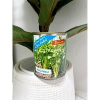 ราคา ผักคื่นฉ่าย คืนฉ่าย ตราปลาทอง ขนาด50กรัม พันธุ์กรองทอง กรองทอง เมล็ดผัก เมล็ดพันธุ์ เมล็ดพันธุ์ผัก เมล็ดพันธุ์พืช ขึ้นช่าย ขึ้นฉ่าย (13433031238)