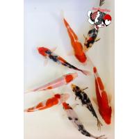 ราคา อาหารปลา ปลา ปลาคราฟลูกนอก สีซันเก้ สีซากุระ ไซร้ 2นิ้ว มีประกันสินค้าจ้า (21251603859)