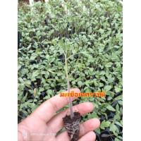 ราคา ต้นกล้ามะเขือ ราชินี พร้อมปลูก ต้นกล้าผักสวนครัว กล้าผักออแกนิกส์ ต้นกล้าผักโฮโดรโปรนิกส์ ต้นกล้า (20984267681)