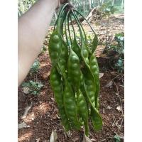 ราคา สะตอข้าวสดๆ สะตอใต้ (18759514014)