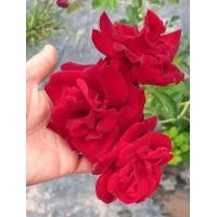 ราคา กุหลาบเลื้อยสีแดงเรดฟาวเท่นดอกสวยดอกดกดอกหอมมาก บานทน (12838828965)