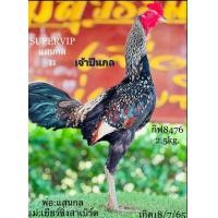 ราคา ไข่ไก่ชนพม่า ลูกชายแสนกล เหลียมเทพล้อตีเชิงอาชีพค่าตัว50000นำเขาส มีสุวรรณ (21283339946)