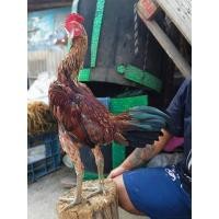 ราคา ไข่เชื้อเยียร์แท้ 100 พม่าแข้งหน้ามีเหลี่ยมมีลีลาถอดถอยเป็นไก่สไตล์ม้าล่อ (19449061670)