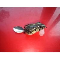 ราคา เขียดยาง อึ่งยาง (18453747307)