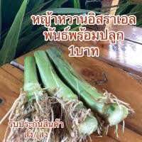 ราคา หญ้าหวานอิสราเอลร้อยเอ็ด 100 แถม 100 (19947844939)