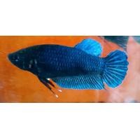 ราคา ปลากัดหม้อนครปฐมสายกัดเก่ง เพศเมีย (21395863006)