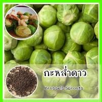 ราคา พร้อมส่ง รหัส 081 เมล็ดพันธุ์ กะหล่ำดาว Brussels Sprouts พันธุ์แท้ เมล็ดกะหล่ำดาว เมล็ดกะหล่ำปลี กะหล่ำดาว เมล็ดพันธุ์ผัก เมล็ดผักกะหล่ำ (7730999297)