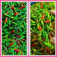 ราคา พริกขี้หนูสวน ใช้สำหรับตำน้ำพริก เผ็ดมาก 50 บาท 200 กรัม 2 ขีด ใหม่สดทุกวัน (21269195088)
