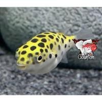 ราคา อาหารปลา ปลาปักเป้าฟิชโช่ ฟองตัวได้ อยู่น้ำจืด เลี้ยงง่าย มีประกันคะ (21251458353)