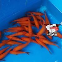 ราคา อาหารปลา ปลาคราฟลูกนอก สีส้ม ไซร้ 2นิ้ว มีประกันสินค้าคะ (21251625594)