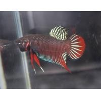 ราคา รายการลุ้นปลากัดเก่งลูกผสม ได้2ตัว (10492273140)