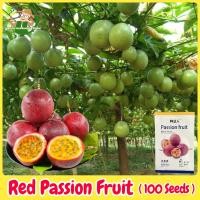 ราคา เมล็ดพันธุ์ เสาวรส สีแดง บอนไซ บอนสี บรรจุ 100 เมล็ด Red Passion Fruit Seeds for Planting เมล็ดเสาวรสหวานสีม่วง เมล็ดเสาวรส F1 เมล็ดพันธุ์แท้ OP เมล็ดผลไม้ ผลไม้อินทรีย์ Bonsai Seed Climbing Plants ต้