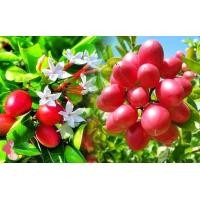 ราคา ต้นมะม่วงหาวมะนาวโห่ ลูกใหญ่ เป็นผลไม้ที่นิยมรับประทานเ จัดส่งพร้อมถุง 6 นิ้ว ลำต้นสูง 30 40ซม ต้นไม้แข็งแรงทุกต้น เรารับประกันจัดส่งห่ออย่างดี (21009874431)