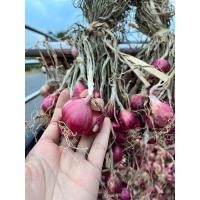 ราคา หอมแดงไม่ตัดแต่ง หัวจัมโบ้ ชุด 1 กิโล (21371265178)