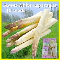 ราคา Sweet White Asparagus Seed หน่อไม้ฝรั่งขาว เมล็ดพันธุ์ 10เมล็ด ซอง อัตรางอกสูง Heirloom Asparagus Vegetable Seeds for Gardening Vegetable Plants Seeds for Planting เมล็ดพันธุ์ผัก เมล็ดหน่อไม้ฝรั่ง หน่