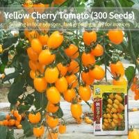 ราคา เมล็ดพันธุ์ มะเขือเทศ เชอรี่ สีเหลือง บรรจุ 250เมล็ด Gold Yellow Cherry Tomato Seed Fruit Seeds for Planting มะเขือเทศเชอรี่ เมล็ดผลไม้ เมล็ดพันธุ์ผัก ผักสวนครัว บอนไซ ผักออร์แกนิก พันธุ์ไม้ผล พันธุ์ผ