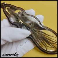 ราคา จิ้งจก 9 หาง ก้าวหน้า ก้าวเมตตา ก้าวเสน่ห์หา เชื่อกันตามแต่โบราณว่า จิ้งจกที่มีสัญชาตญาณพิเศษรู้เหตุการณ์ล่วงหน้า มงคลของเล็กๆ (17017955735)