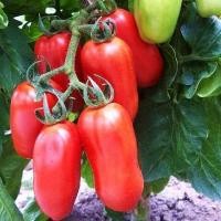 ราคา เมล็ดพันธุ์ มะเขือเทศ แซนมาซาโน่ San Marzano Tomato Seed บรรจุ 50 เมล็ด คุณภาพดี ของแท้ 100 (21394589232)