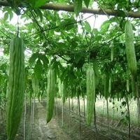 ราคา 15 เมล็ด มะระ เมล็ดพันธุ์ผัก bitter gourd สายพันธุ์ มะระจีนลูกใหญ่ (21251724279)