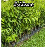 ราคา ต้นไม้หอม ต้นกฤษณา ชุด5ต้น กล่อง (21179521340)