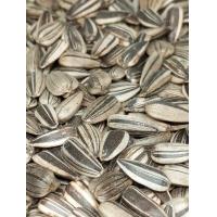 ราคา ทานตะวันลาย ฮังการี แบ่งขาย เมล็ดทานตะวันลาย ขาวสลับดำ ร่อนฝุ่น น น 250 กรัม เพียง 23 บาท นกแก้ว อาหารนก หงส์หยก ฟอพัส เลิฟเบิร์ด ค็อกคาเทล กรีนชิค ซันคอนัวร์ แอฟริกันเกรย์ โนรี กระตั้ว อเมซอน มาคอร์ 