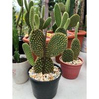 ราคา หูกระต่าย มิกกี้เมาส์ โอพันเทีย กระบองเพชร (10378008199)