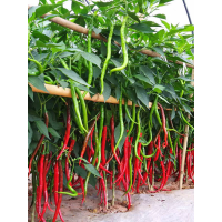 ราคา เมล็ดพันธุ์พริกยาวโจลอง 200เมล็ด ซองใหญ่ พร้อมส่ง (12977379392)