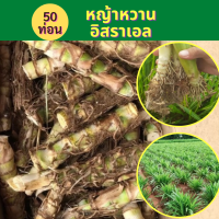 ราคา หญ้าหวานอิสราเอล 50 ท่อน สำหรับปลูก หญ้าเลี้ยงสัตว์ หญ้าหวานสำหรับปลูก มีโปรตีนสูง หญ้าหวาน ต้นพันธุ์ (17270256737)