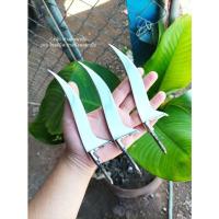 ราคา ใบมีด ใบมีดเดือยไก่ 5 นิ้ว ทนต่อการขึ้นสนิม (17436161323)