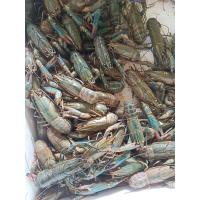 ราคา พ่อแม่พันธุ์ กุ้งก้ามแดง1คู่ (21222660059)