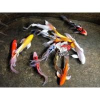 ราคา อาหารปลา ปลาคราฟ คราฟจักรพรรดิ์แฟนซี ลูกนอก หางยาว Butterfly 4นิ้ว หางยาวครีบยาว สีสวยๆ มีประกันคะ (21305815269)