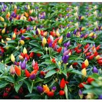 ราคา พริกสีรุ้ง พริก 7 สี ซองละ100เมล็ด ซองใหญ่ (17153649129)