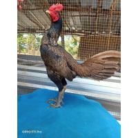 ราคา พม่าสายม้าล่อไก่เยียร์สายเรียบร้อย100 (21233370696)