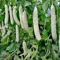 ราคา เมล็ดมะระขาว เมล็ดพันธุ์มะระจีนขาว 10เมล็ด (12789772334)