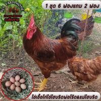ราคา ไข่เชื้อไก่ไข่ไฮบริด 1 ชุด 6 ฟองแถม2 พ่อโร๊ดแดงสายพันธุ์ไทย แม่ไฮบริด (20576265020)