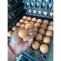 ราคา ไข่ไก่เบอร์ 0 จำหน่าย 1 แผง 30 ฟอง (21410501375)