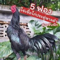 ราคา ไข่เชื้อไก่ประดูหางดำ 5 ฟอง สำหรับฟัก (21407938016)