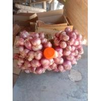 ราคา หอมแดงศรีษะเกษ 1 กิโล 27บาท หัวเล็กเท่าเหรียญ1บาทหอมใหม่ หอมปลอดสาร Early Bird1 (21411731155)