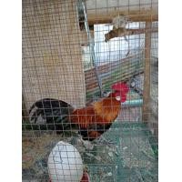 ราคา ไก่ป่า ไก่ป่าหูขาว ไก่เเจ้ป่า ไก่หายาก ไก่ป่า100 ไข่เชื้อสำหรับฟัก1ฟอง (21410116152)