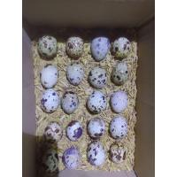 ราคา ไข่นกกระทาสดสำหรับรับประทาน 100ฟอง150บาท (20925730254)